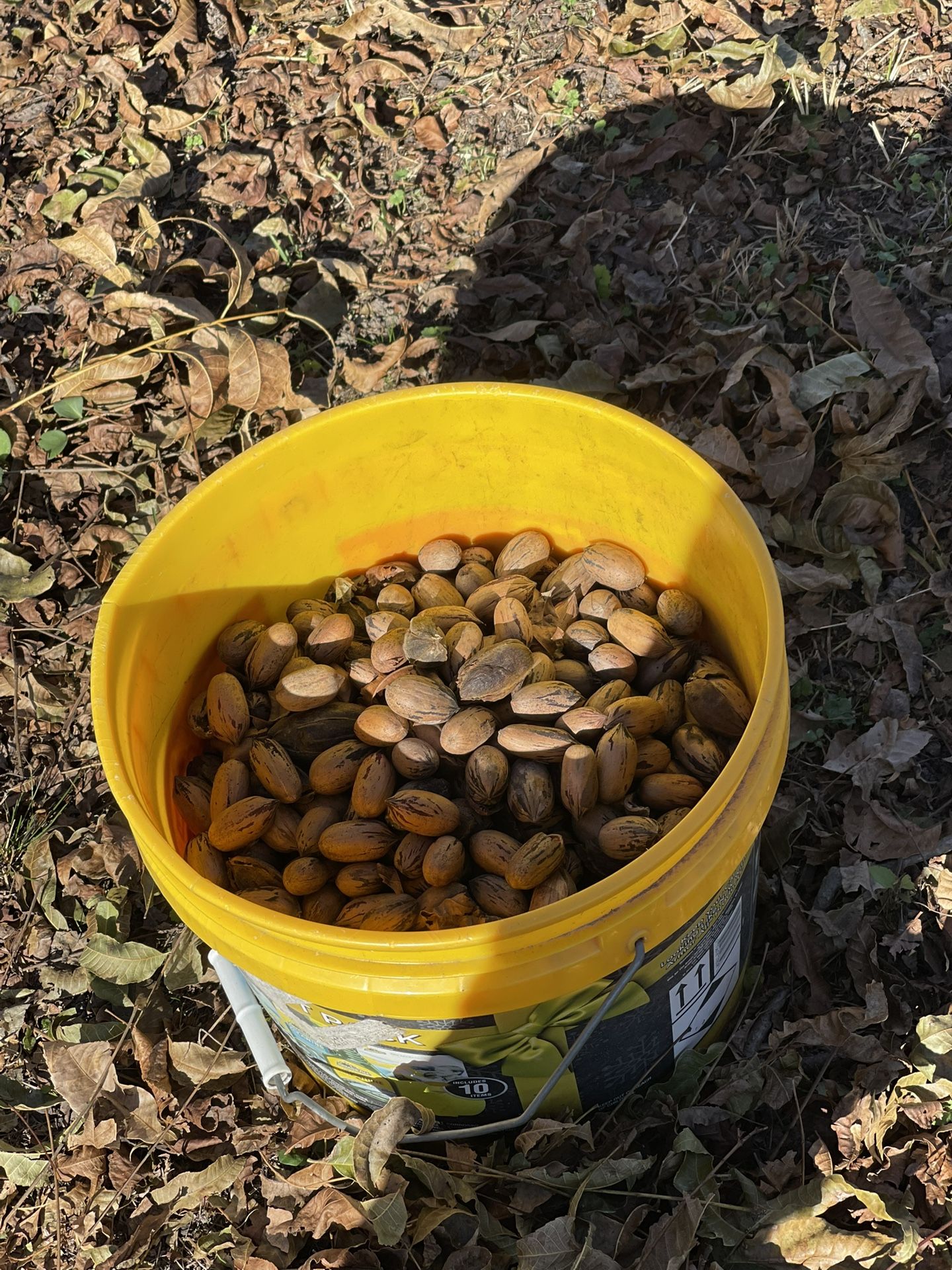 3 Gallon Of Pecans In Shell