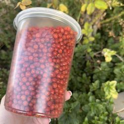 Chiltepin de siembra