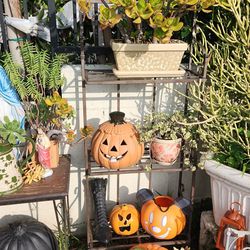 Big plant yard sale today Sunday!!! Everything is for sale!!!