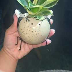 Cute Bee With Snake Plant