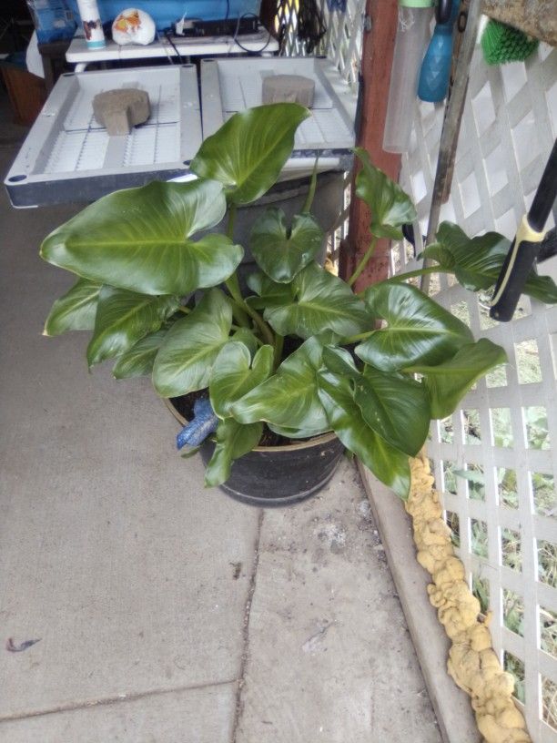 Large Calla Lily Plant For Sale