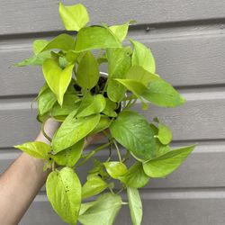4” neon pothos