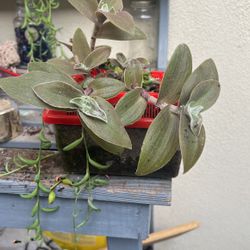 Arrangements Of Succulents,succulentas