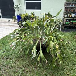 Large Staghorn Plant 