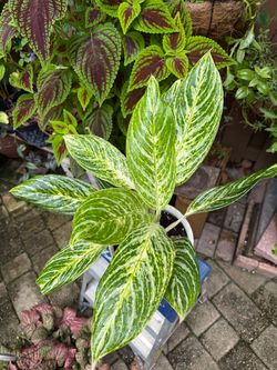 Aglaonema White Green Variegated