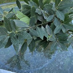 laurel Para La Comida fresco disponible 