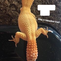 Leopard Gecko Cage
