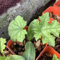 Luffa Pot Mướp Hương 3$