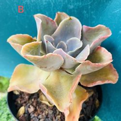 Rare Echeveria Afterglow or Echeveria Dick Wright bonsai old trunk Live Rooted , get 2 free succulent cuttings