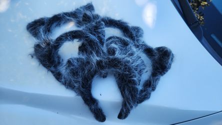 Fuzzy Wolf Ears, Set Of 5 Twighlight Jacob Gray
