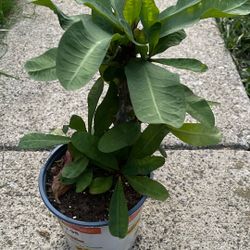 Corona De Cristo 