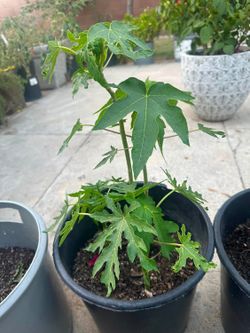 Abilolitos de papaya