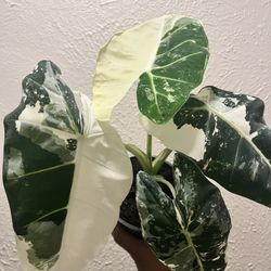 Variegated Frydek Alocasia -#2