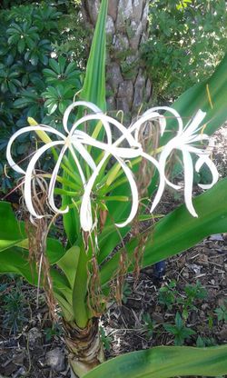 White Giant Crinum Lily Seedlings
