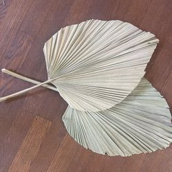 Dried Palms