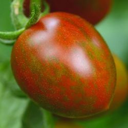 3ft Tall  Chocolate Sprinkles Cherry Tomato Plant 