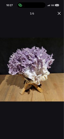 California Purple Coral Speciman *RARE* (Allopora Californica)