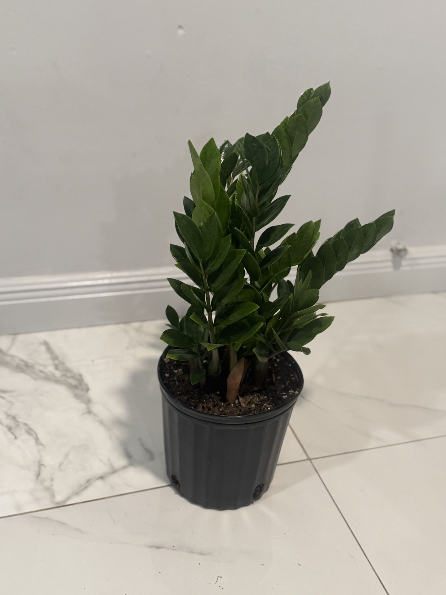 Plants