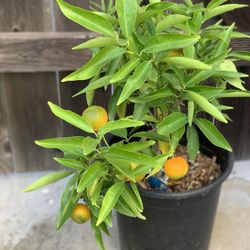 Organic Dwarf Clementine Mandarin Orange Citrus Live Grafted Fruit Tree 5 Gallon Pot Easy Peel  Cash only  Pick up in North San Jose, By appointment o