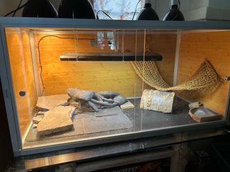 Bearded dragon complete set up