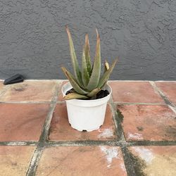 Aloe Vera Plant