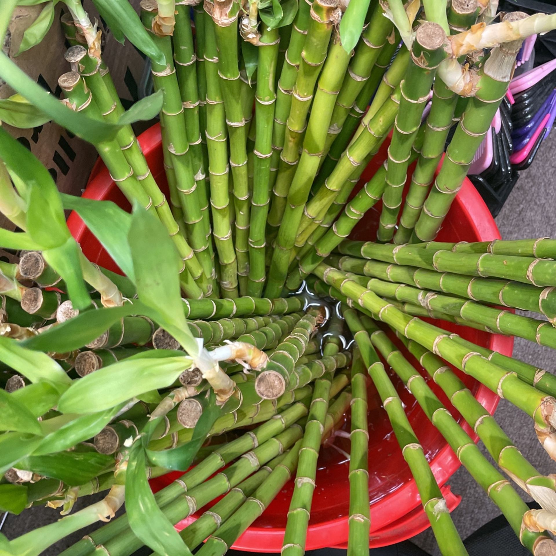 Bamboo Plants