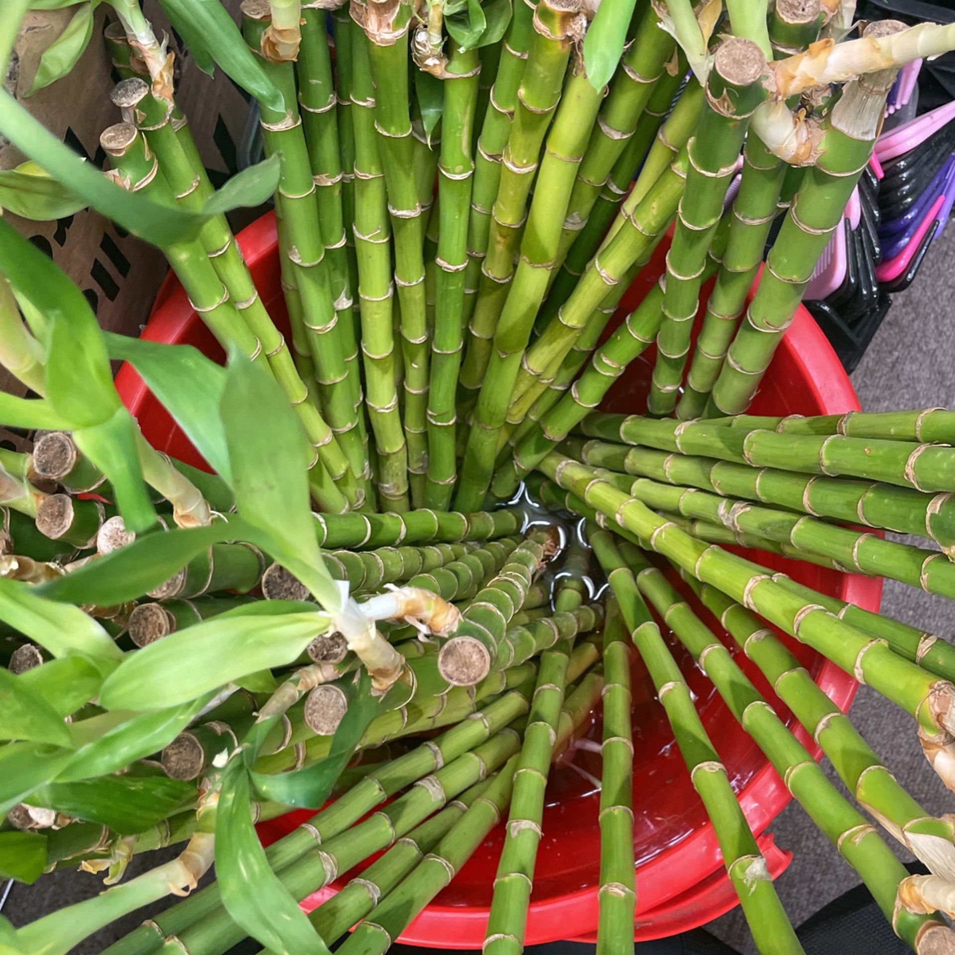 Bamboo Plants 