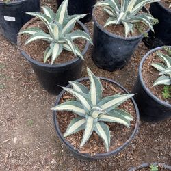 Agaves