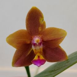 Phal Orchid 