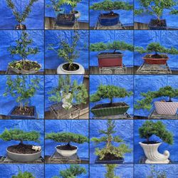 Bonsai Plants For Sale Starting Price $30 And Up