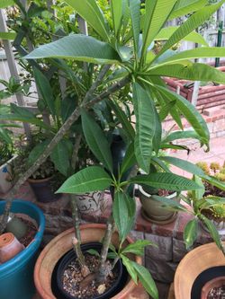 Plumeria plant
