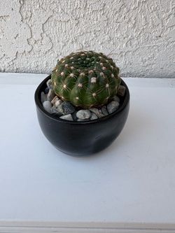 Notocactus Uebelmannianus