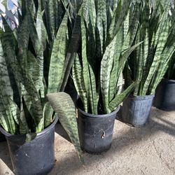 Snake Plants