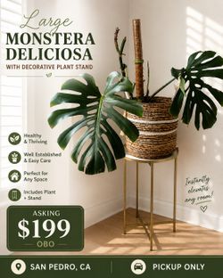 Large Monstera Deliciosa + Decorative Basket & Plant Stand