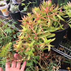 Beautiful Succulent