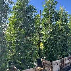 Ficus Nitida Privacy 25 gallon