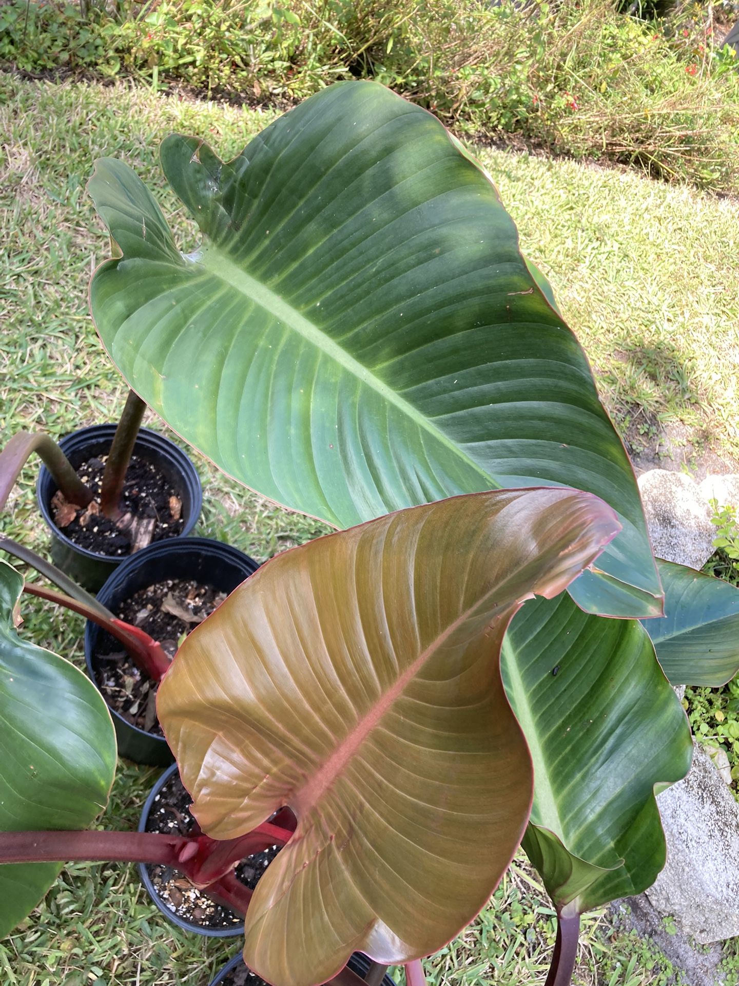 *$20 EACH* Red Congo Philodendron Plants 🔻Info Below🔻Congo Rojo Philodendron