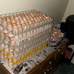 Organic Chicken Eggs 7 Dozens For 25 Dollars 