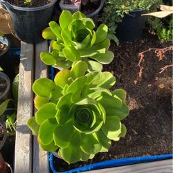 Plant $5 Each