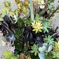 Box of fresh succulents 
