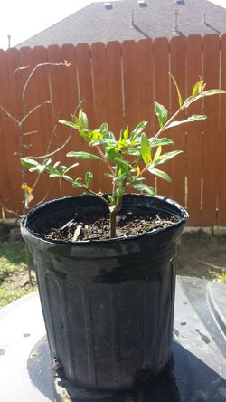 Wonderful Red Pomegranate .. well rooted plant ..beautiful flowers and delicious fruit