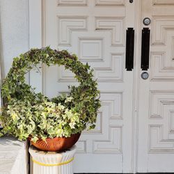 Variegated Ivy Wraith + A Ceramic Stand