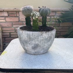 Grafted Cactus (i) In Concrete Pot (succulents)