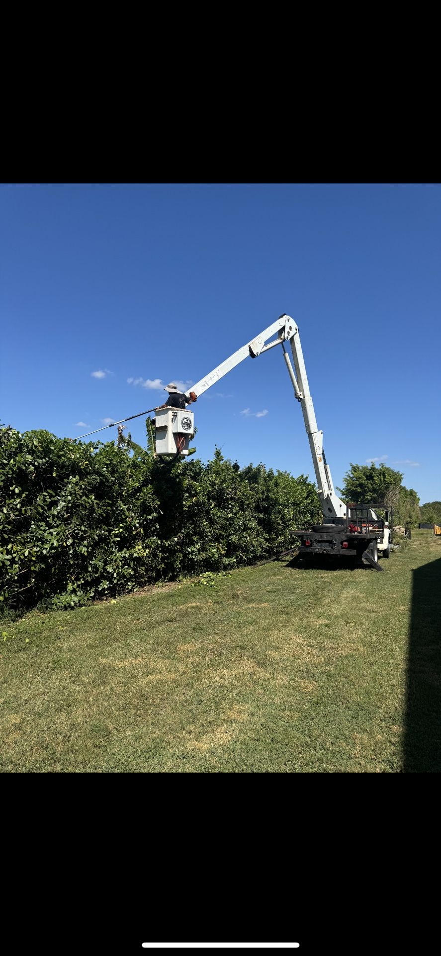Tree Work