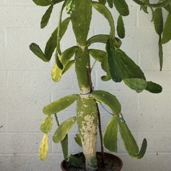 Large 4 Ft Tall Pink Bloom Flowers velvet Opuntia Prickly Pear Cactus Plant