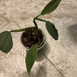 Silver Sword Philodendron Plant