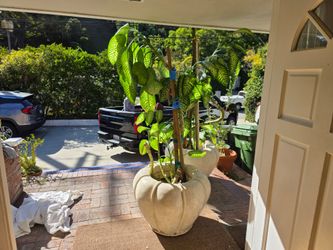 Huge planters with plants