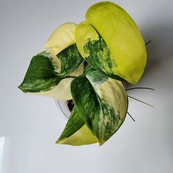 Scindapsus Satin Jade Aurea Rare Variegated Plant 
