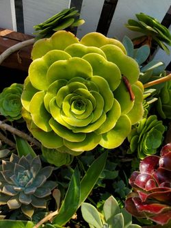 Succulents