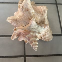 Natural seashell 🐚 
